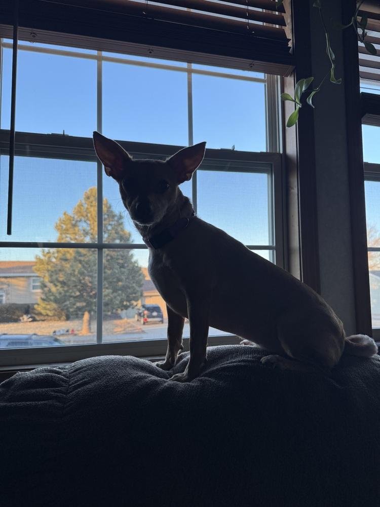 Enlarge Honey, a Adoptable mixed breed in Rapid City, SD image 3/5