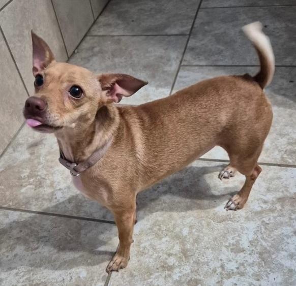 Enlarge Honey, a Adoptable mixed breed in Rapid City, SD image 1/1