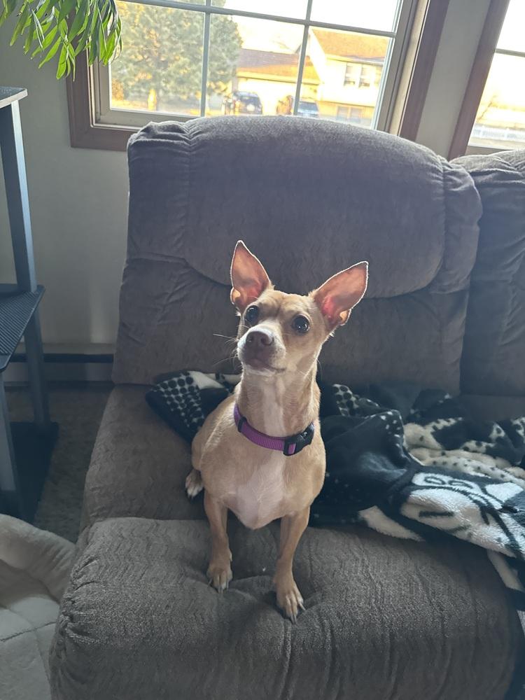 Enlarge Honey, a Adoptable mixed breed in Rapid City, SD image 5/5