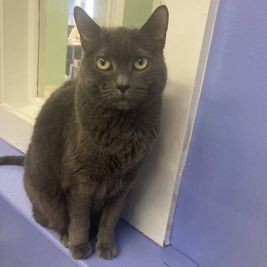 Skye, Adoptable, Senior Female Domestic Short Hair.