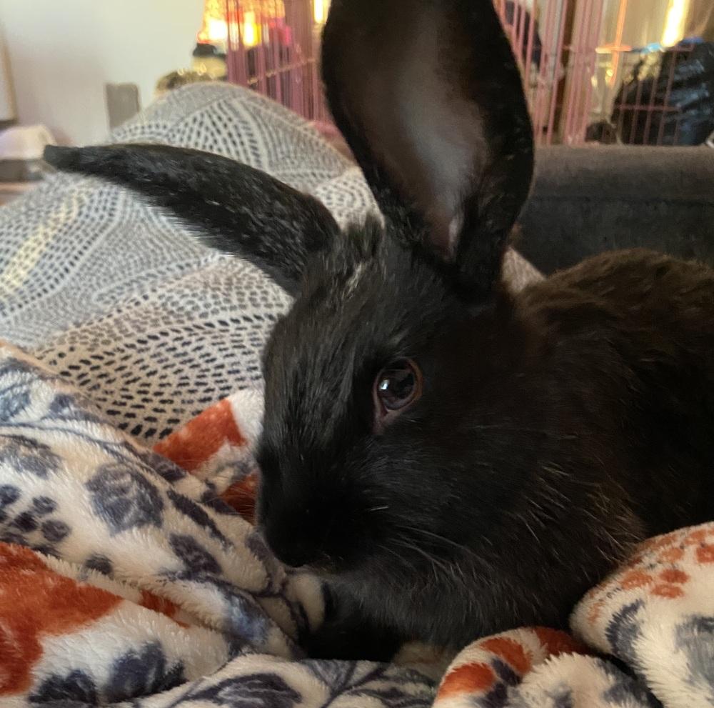 Tortellini, Adoptable, Young Female Bunny Rabbit.