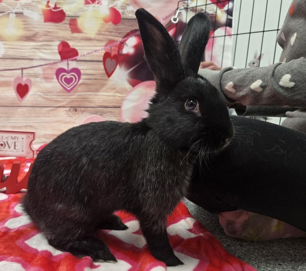 Enlarge Tortellini, a Adoptable Bunny Rabbit in Westford, MA image 2/6