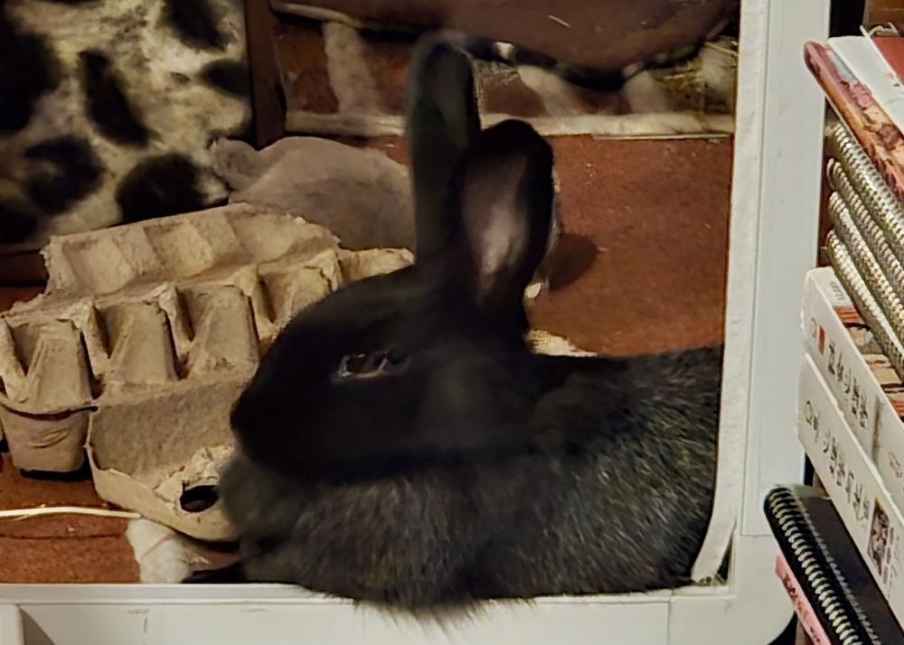 Enlarge Tortellini, a Adoptable Bunny Rabbit in Westford, MA image 3/6