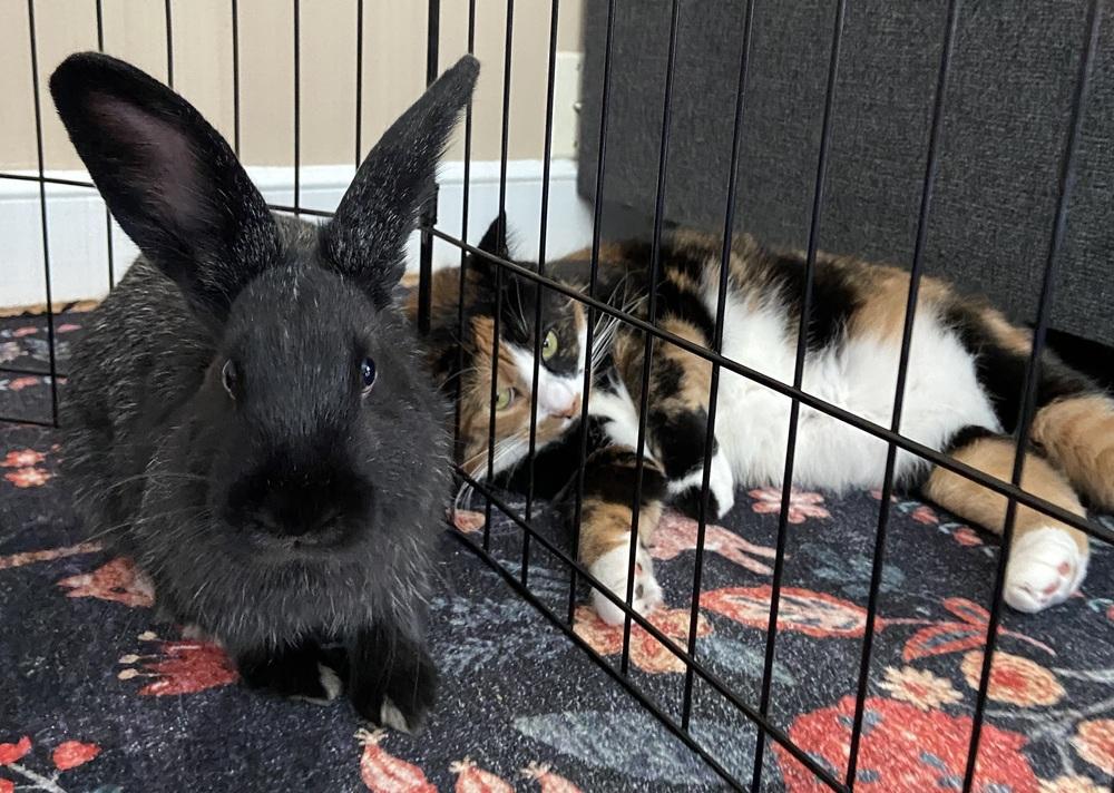 Enlarge Tortellini, a Adoptable Bunny Rabbit in Westford, MA image 4/6