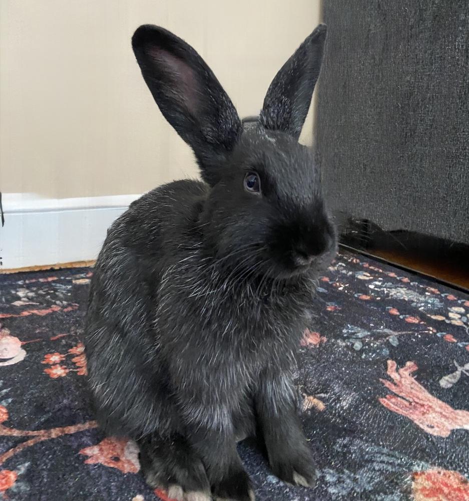 Enlarge Tortellini, a Adoptable Bunny Rabbit in Westford, MA image 5/6