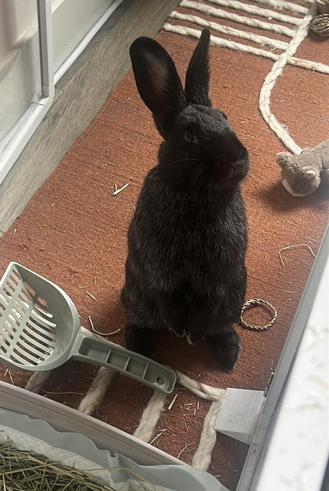 Enlarge Tortellini, a Adoptable Bunny Rabbit in Westford, MA image 6/6