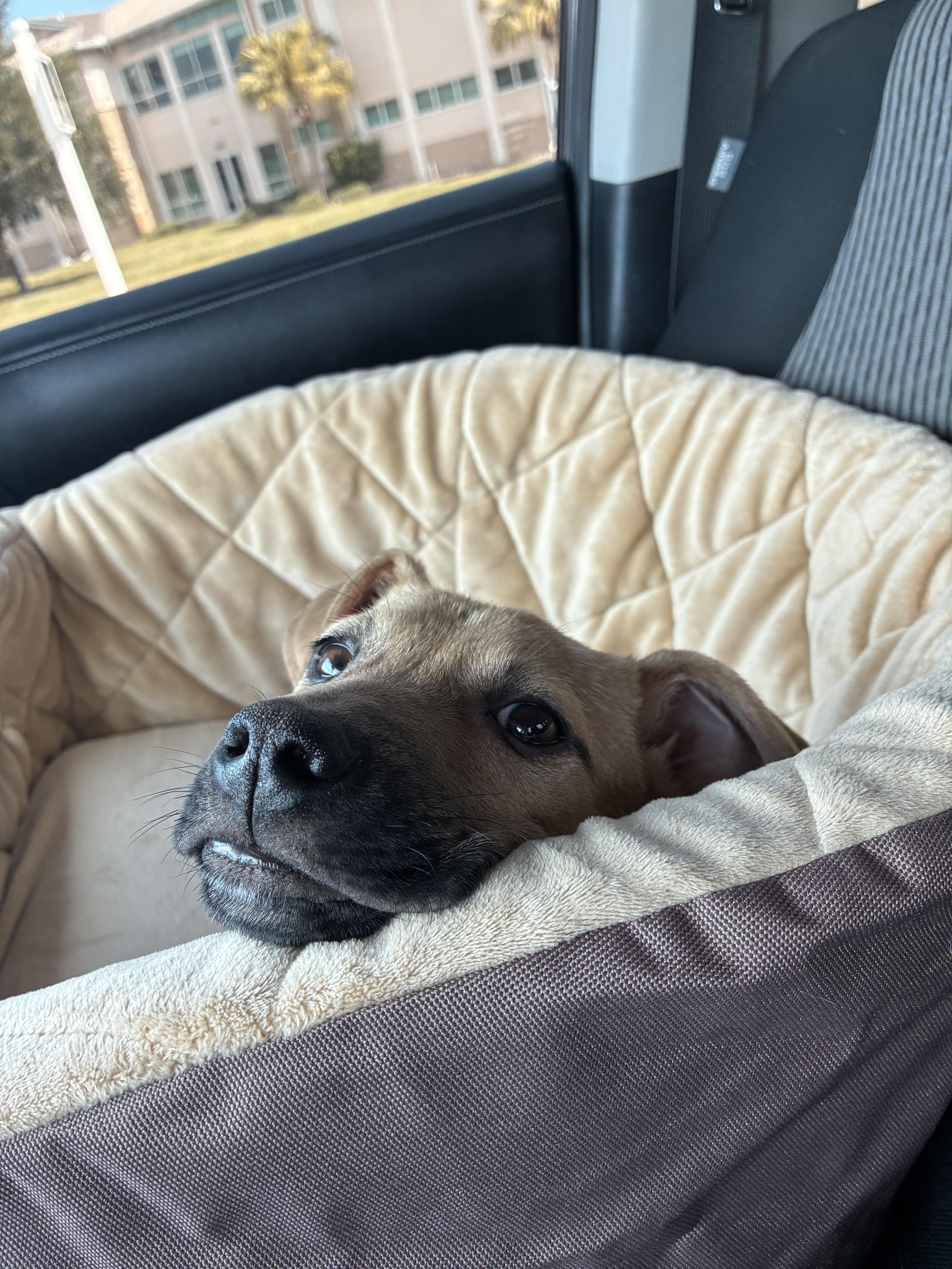 Maxx, a Adoptable mixed breed in Bradenton, FL image 1/5