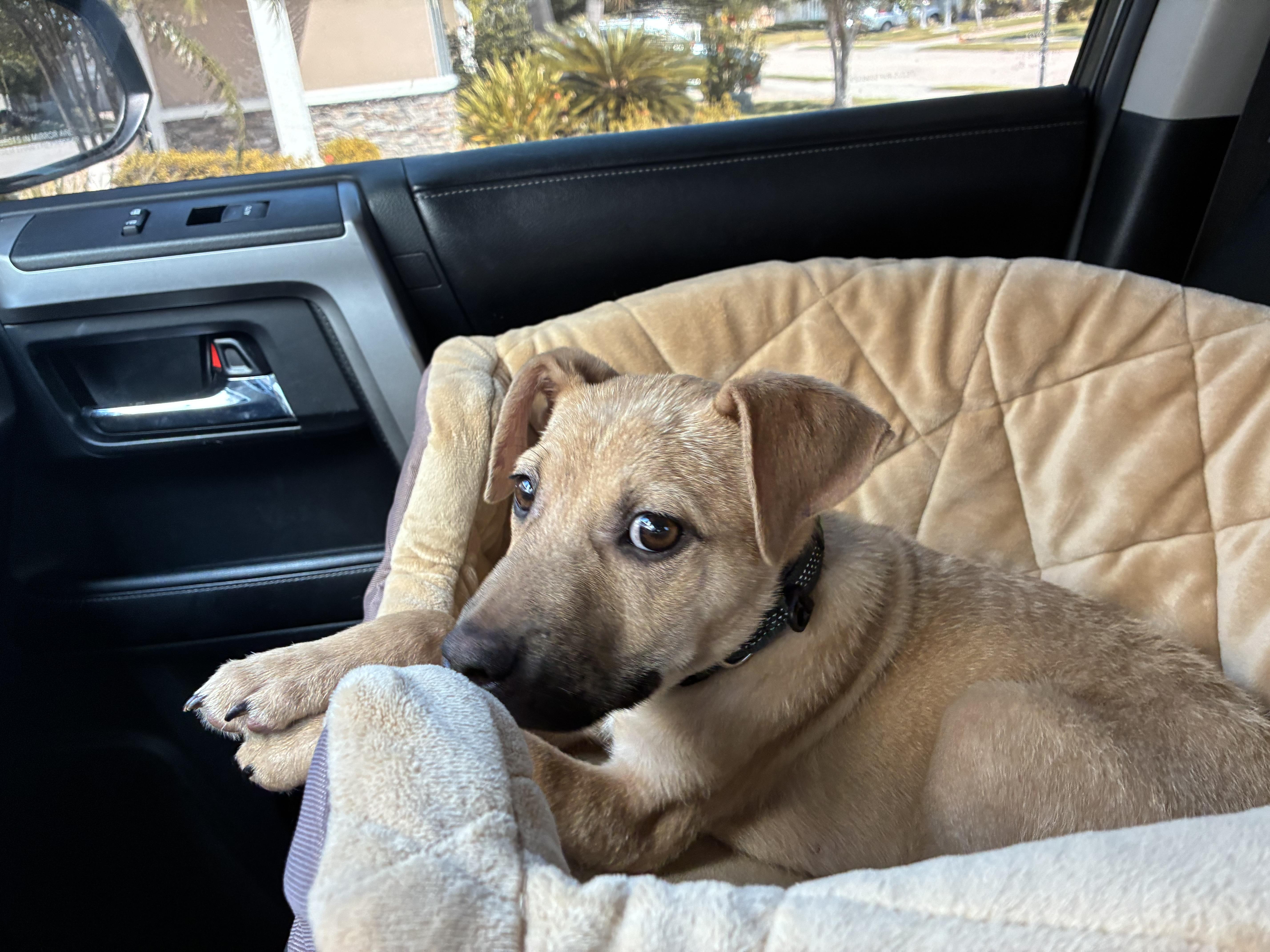 Maxx, a Adoptable mixed breed in Bradenton, FL image 2/5