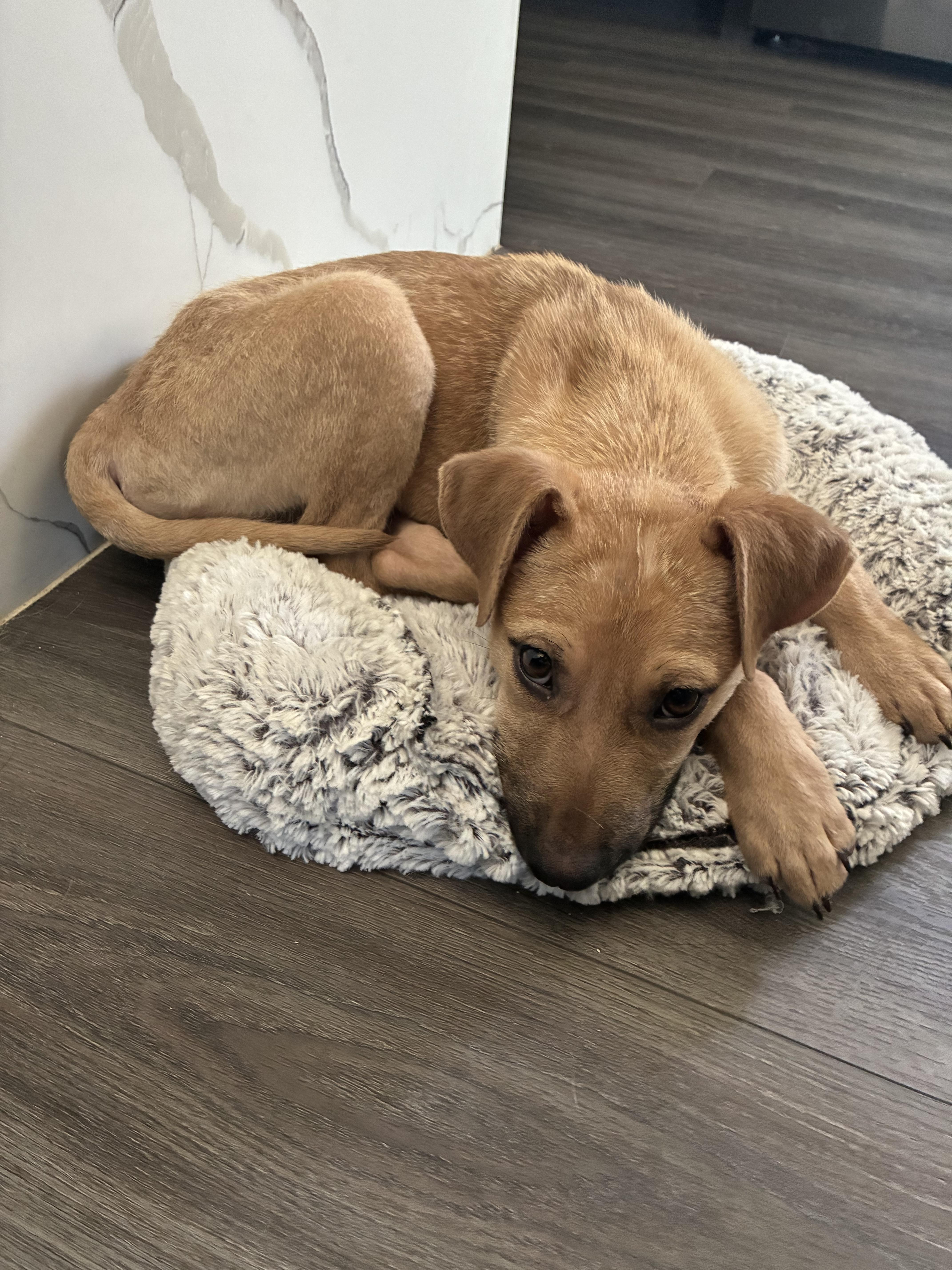 Maxx, a Adoptable mixed breed in Bradenton, FL image 3/5
