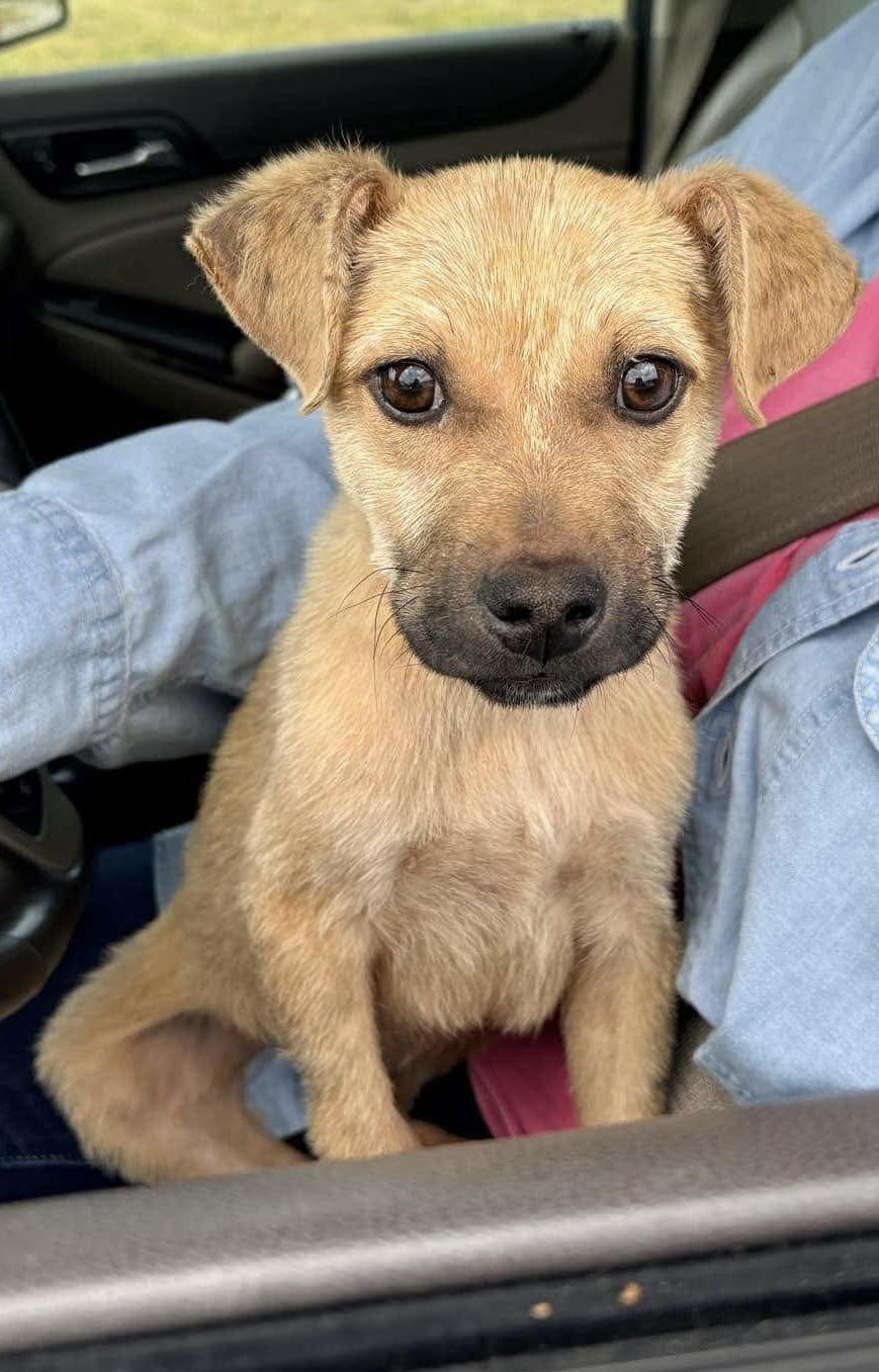 Enlarge Maxx, a Adoptable mixed breed in Bradenton, FL image 1/2