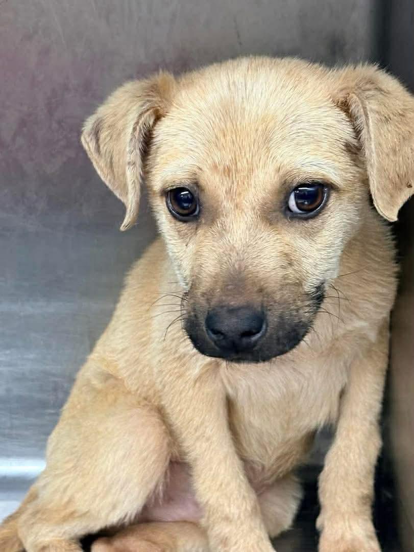 Enlarge Maxx, a Adoptable mixed breed in Bradenton, FL image 2/2