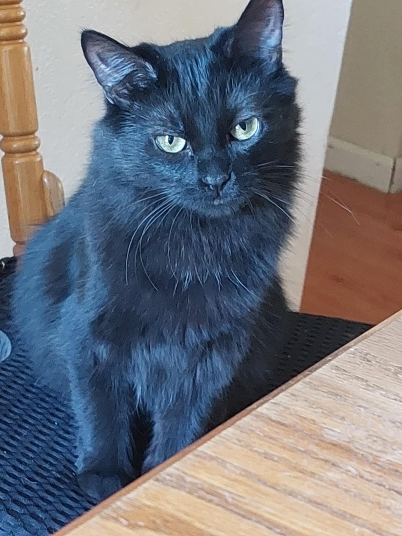 Lefty, a Adoptable Domestic Medium Hair in hinckley, IL image 1/3