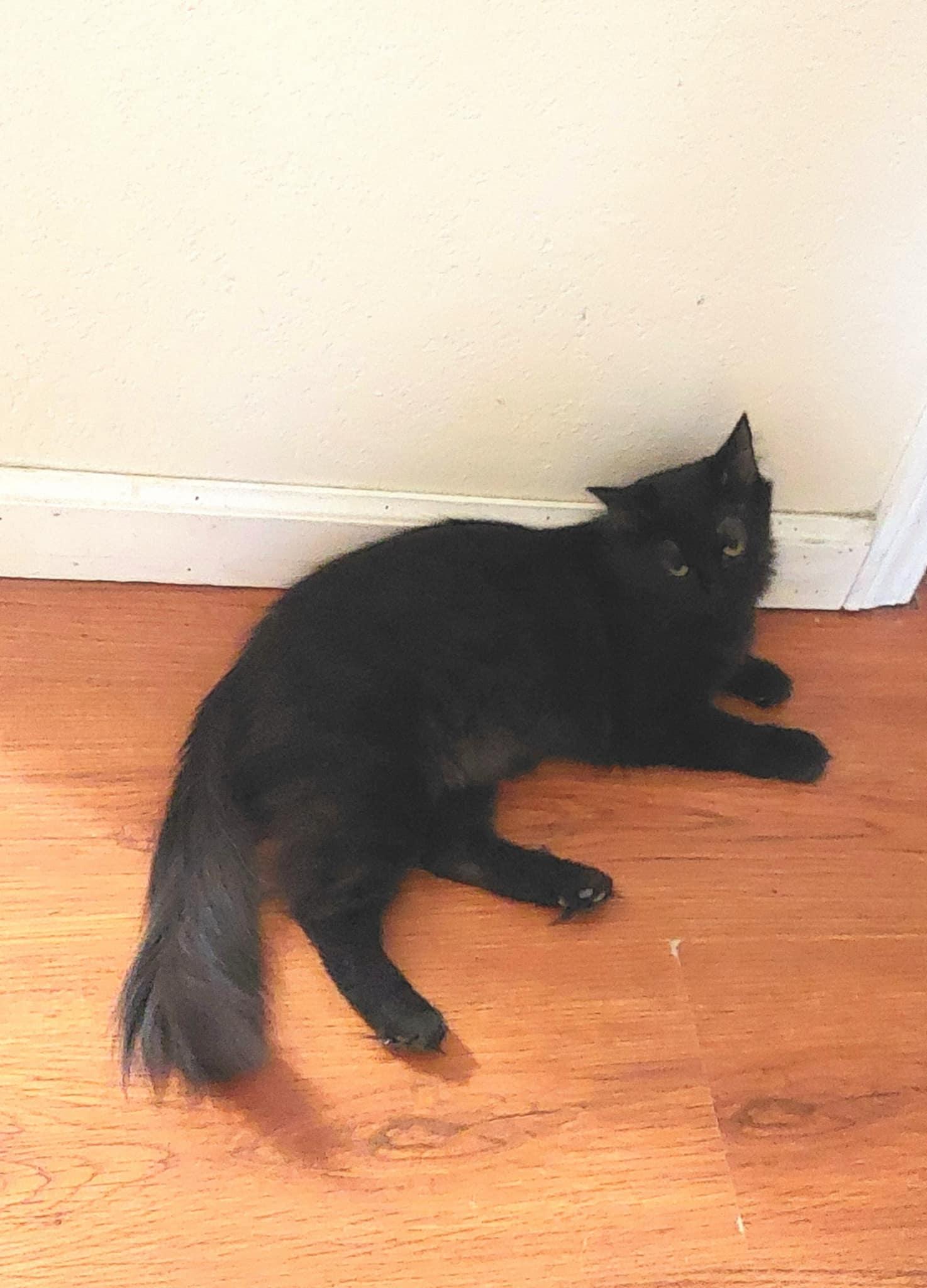 Lefty, a Adoptable Domestic Medium Hair in hinckley, IL image 2/3