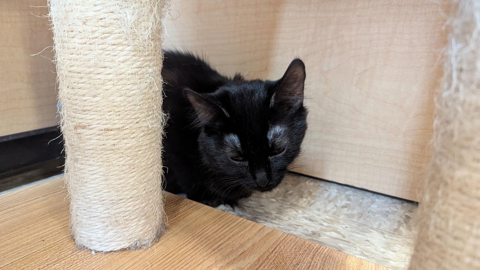 Lefty, a Adoptable Domestic Medium Hair in hinckley, IL image 3/3