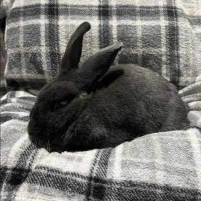 Ingram, Adoptable, Adult Male New Zealand.
