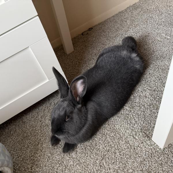 Enlarge Ingram, a Adoptable New Zealand in Kalamazoo, MI image 2/3