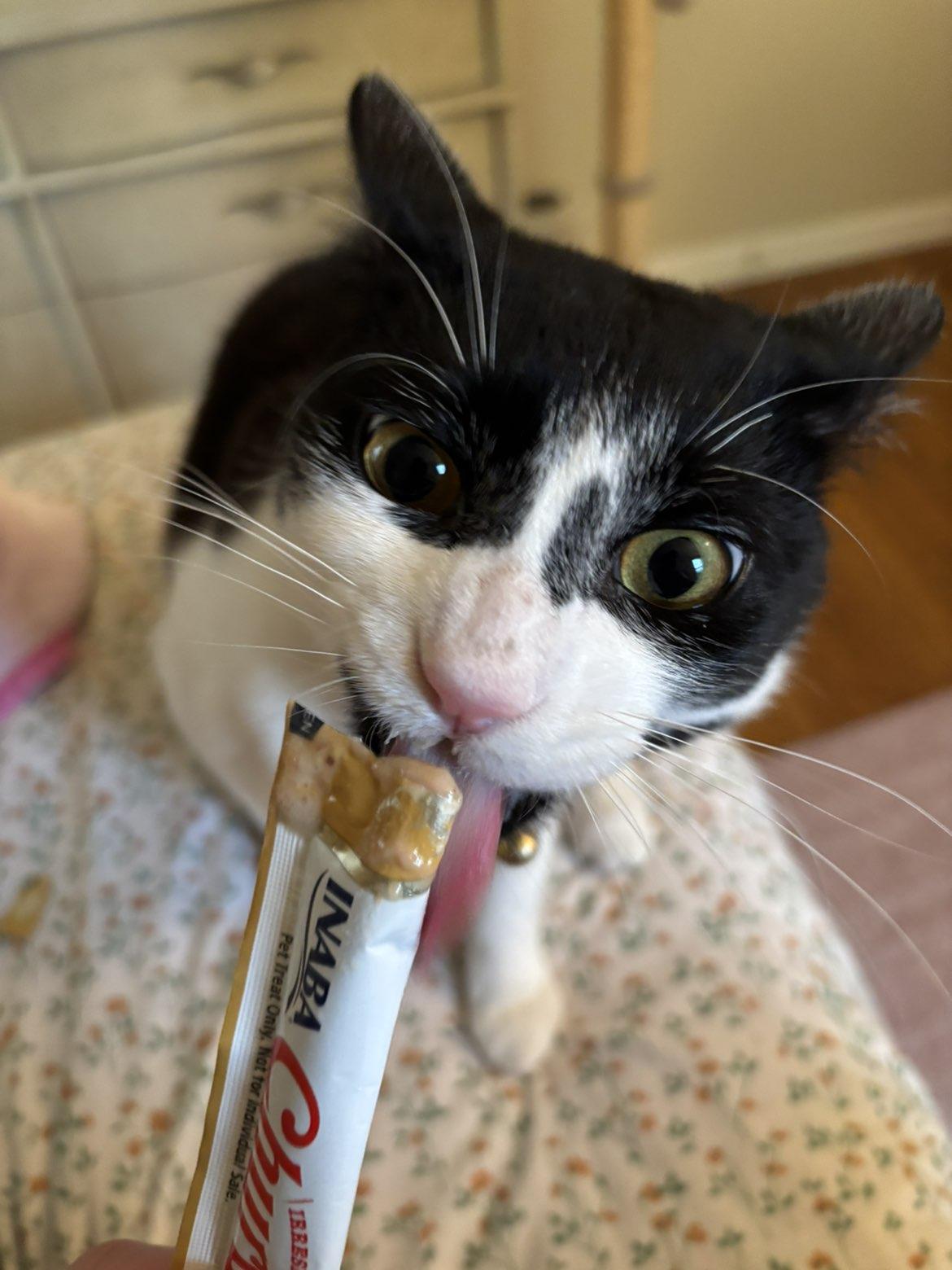 Enlarge Courtesy Post - Paulie Walnuts, a ADOPTABLE Domestic Short Hair in Sterling Heights, MI image 3/3