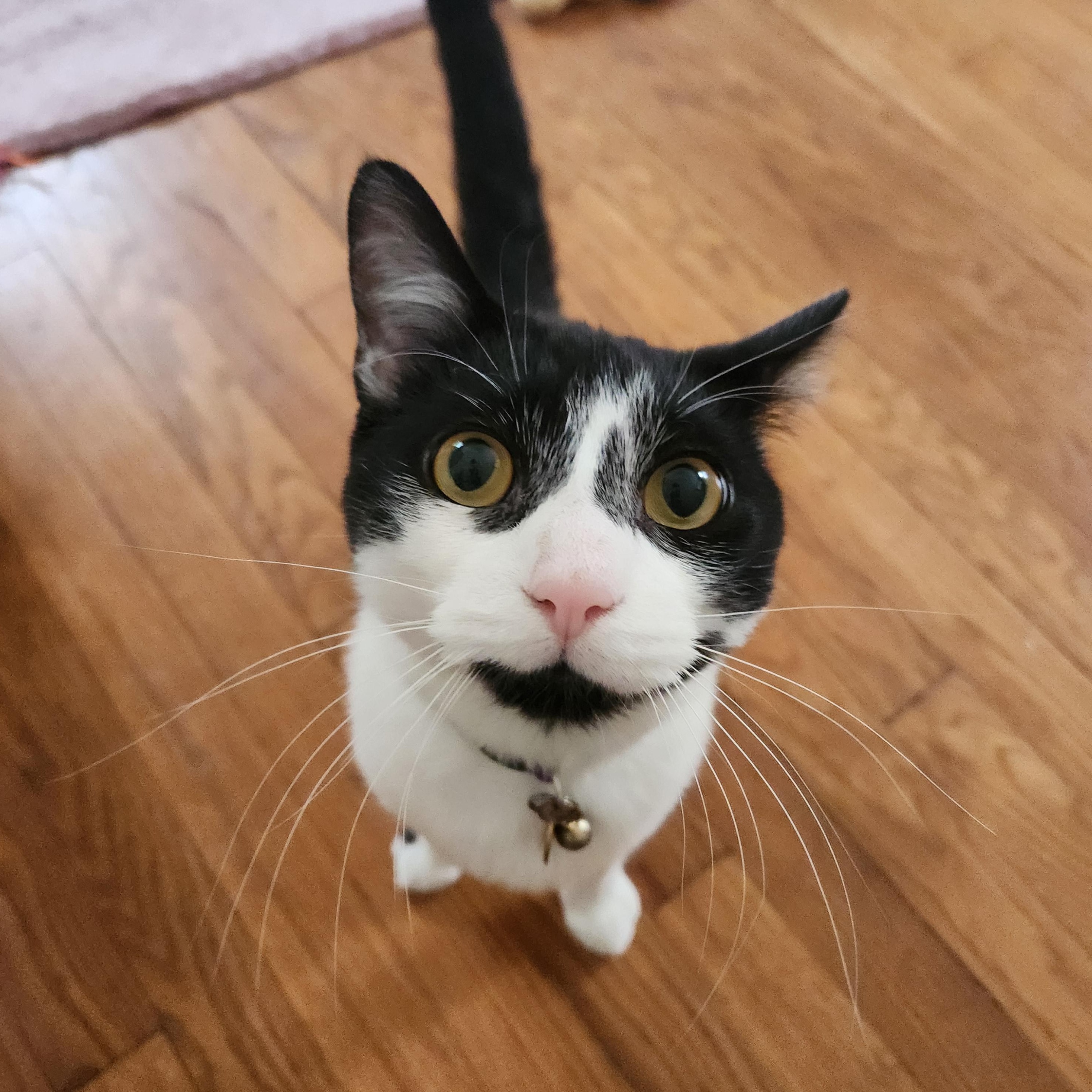 Courtesy Post - Paulie Walnuts, ADOPTABLE, Adult Male Domestic Short Hair.