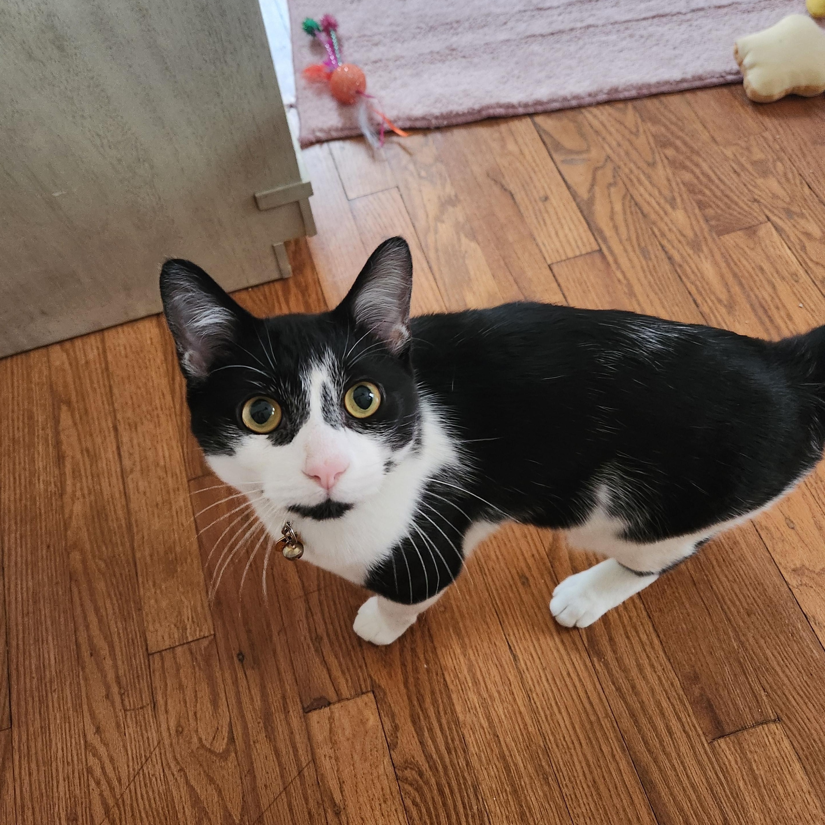 Enlarge Courtesy Post - Paulie Walnuts, a ADOPTABLE Domestic Short Hair in Sterling Heights, MI image 2/3