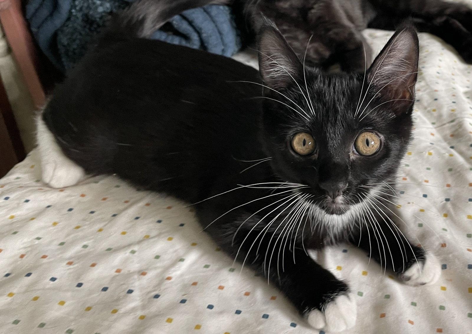 Queen Stella, Adoptable, Kitten Female Domestic Short Hair.