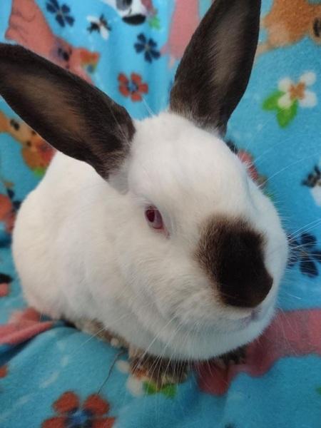 Lainey, a Adoptable Californian in Folsom, CA image 2/5