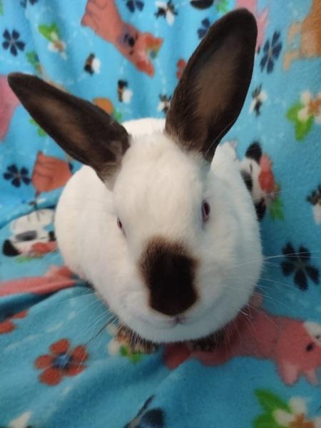 Lainey, a Adoptable Californian in Folsom, CA image 3/5