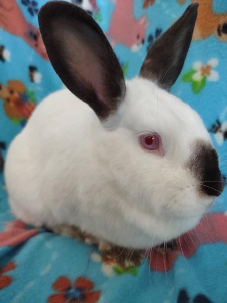 Lainey, a Adoptable Californian in Folsom, CA image 5/5