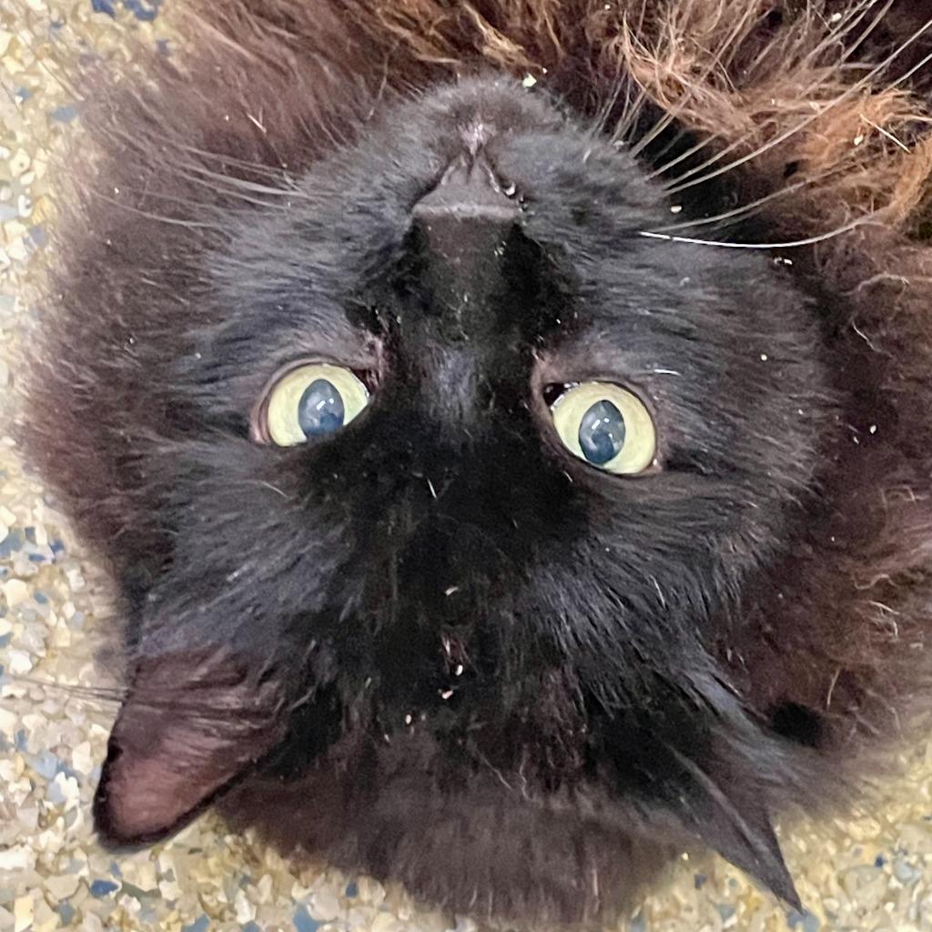 KitKat, Adoptable, Senior Male Domestic Long Hair.