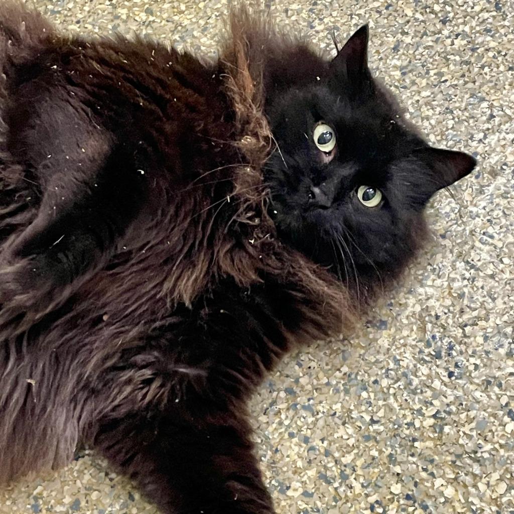 Enlarge KitKat, a Adoptable mixed breed in Eastsound, WA image 2/3