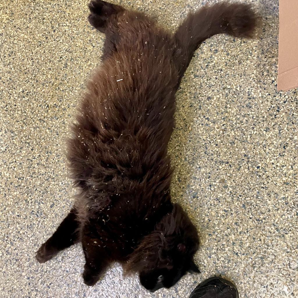 Enlarge KitKat, a Adoptable mixed breed in Eastsound, WA image 3/3
