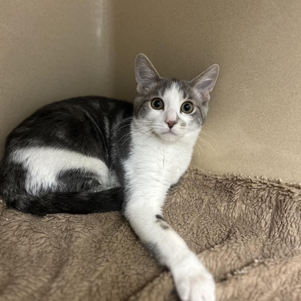 Enlarge Royal, a Adoptable Domestic Short Hair in North Canton, OH image 1/2