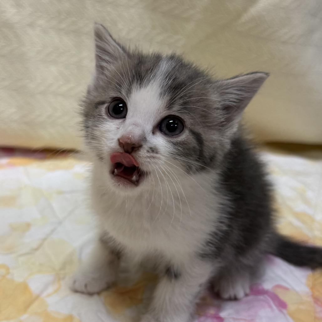 Enlarge Royal, a Adoptable Domestic Short Hair in North Canton, OH image 1/1