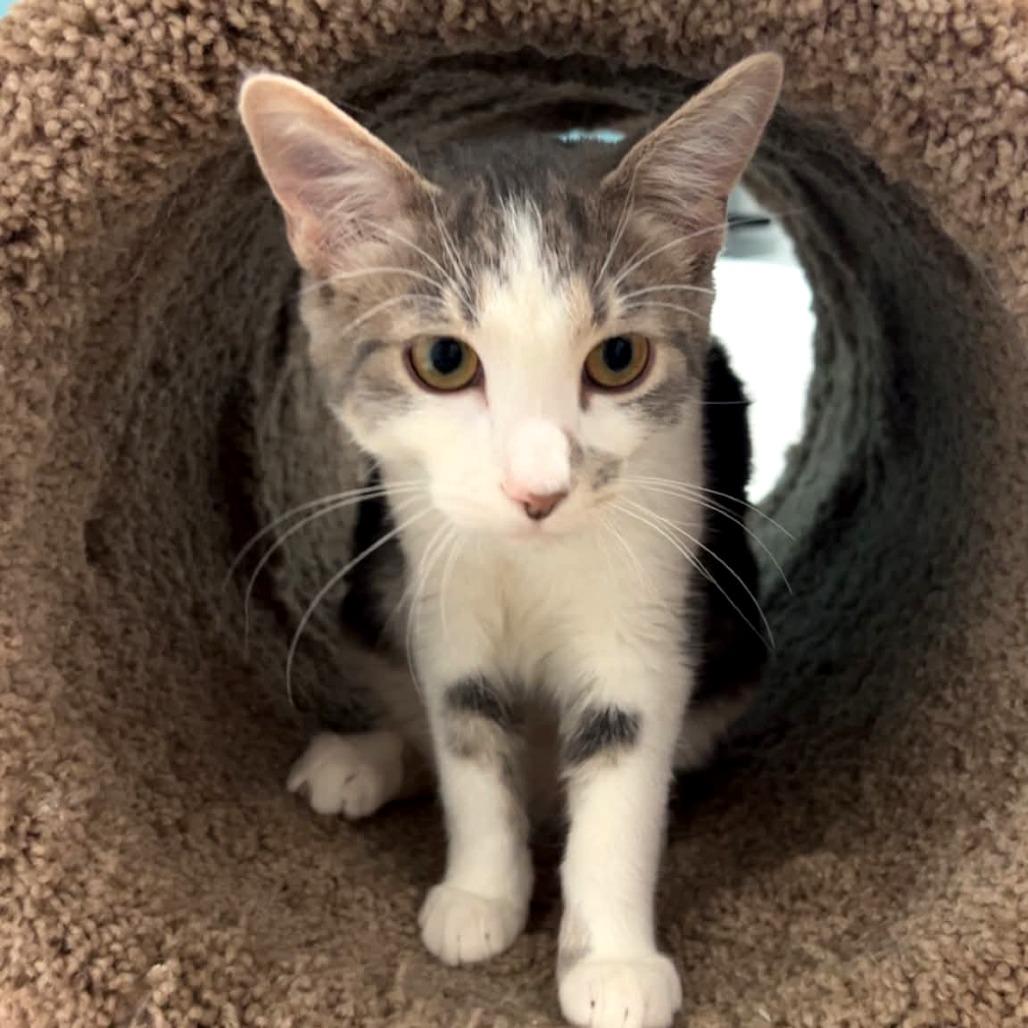 Enlarge Royal, a Adoptable Domestic Short Hair in North Canton, OH image 3/4