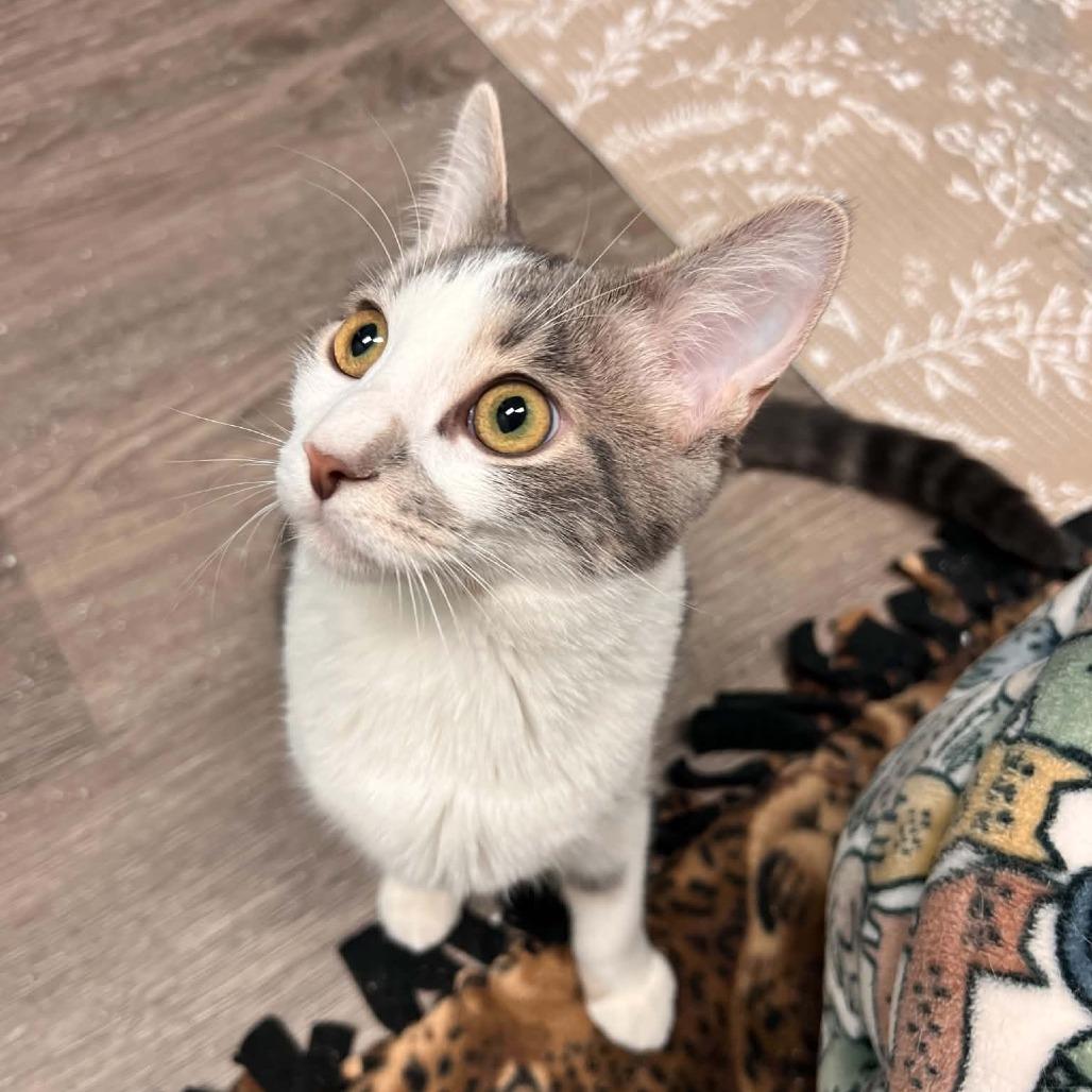 Enlarge Royal, a Adoptable Domestic Short Hair in North Canton, OH image 4/4