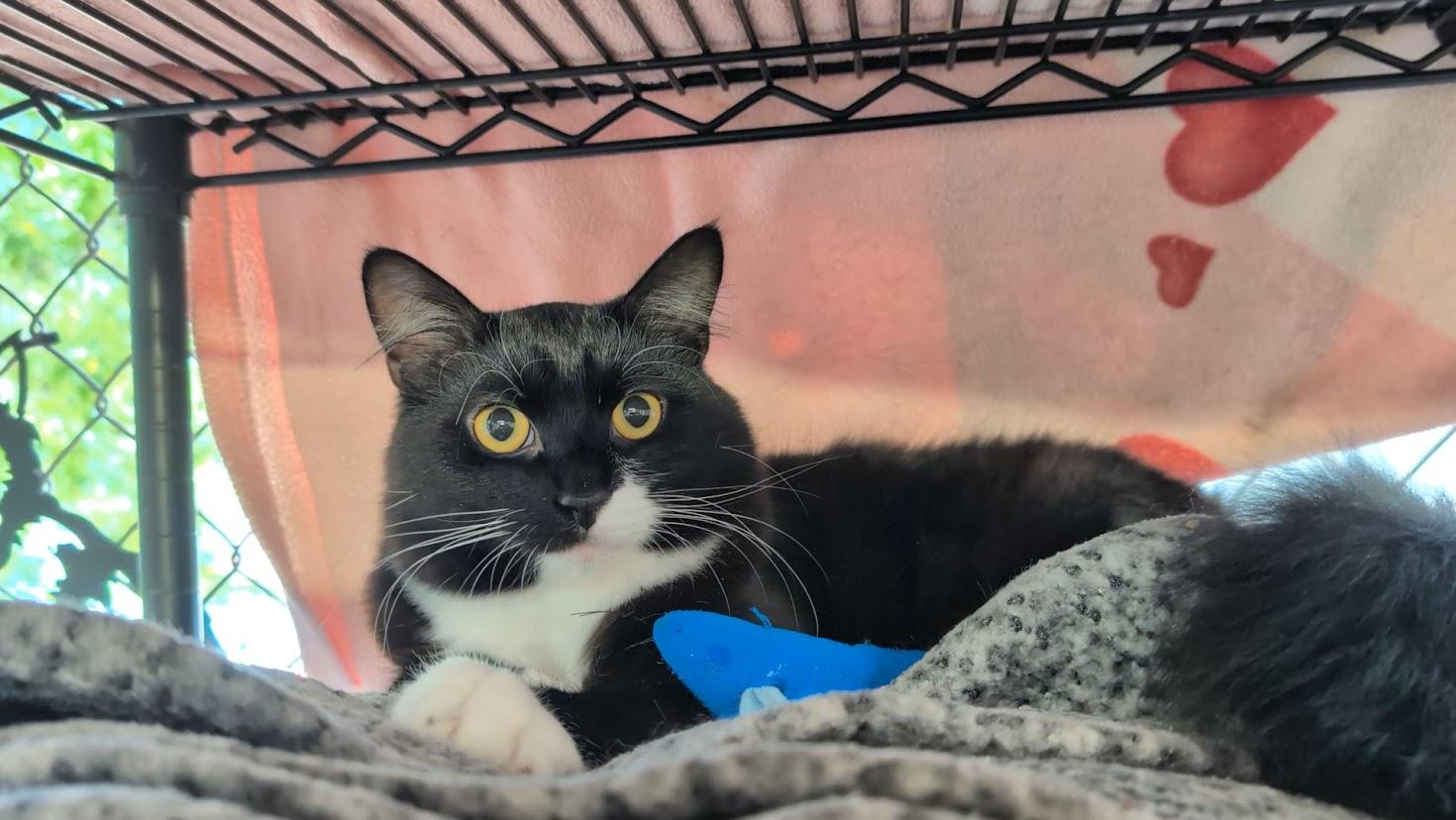 Jeffery, Adoptable, Young Male Domestic Medium Hair.
