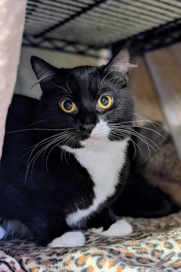 Jeffery, Adoptable, Young Male Domestic Medium Hair.