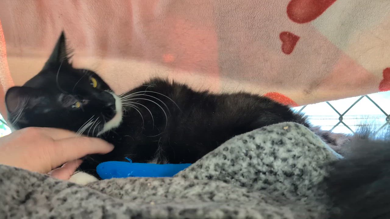 Enlarge Jeffery, a Adoptable Domestic Medium Hair in Coquitlam, BC video 3/3