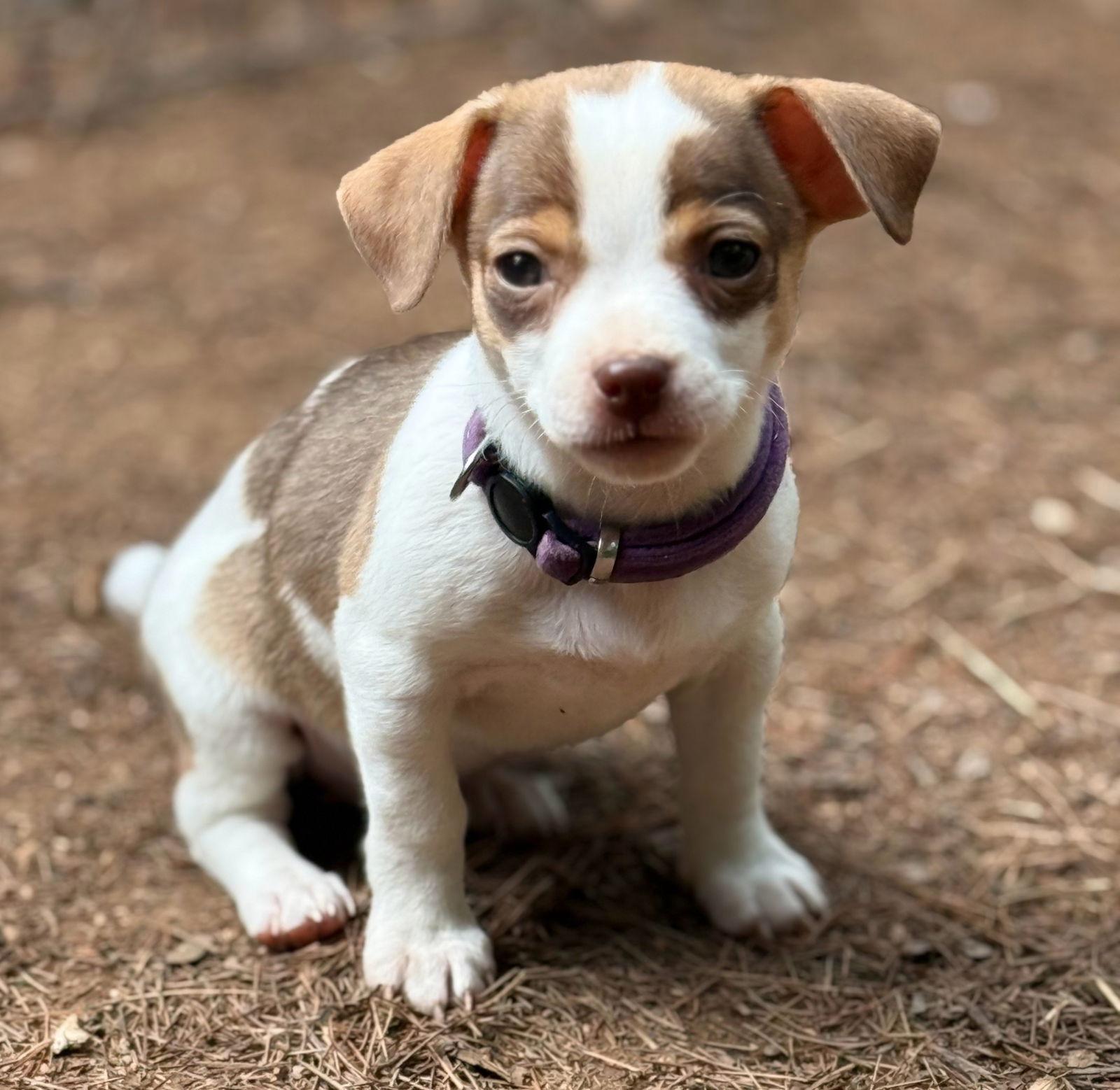 Rory, Adopted, Puppy Female Chihuahua.
