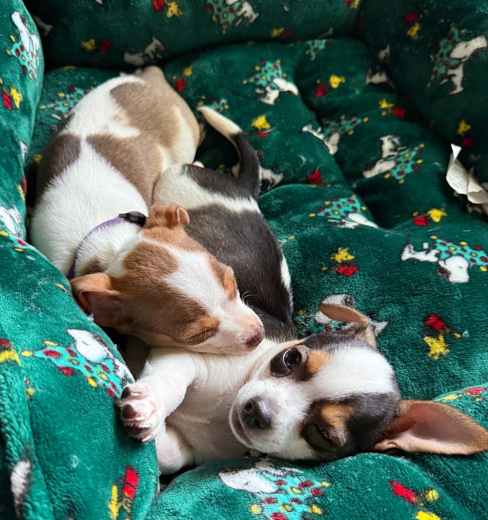 Enlarge Rory, a Adopted Chihuahua in Forest, VA image 2/3