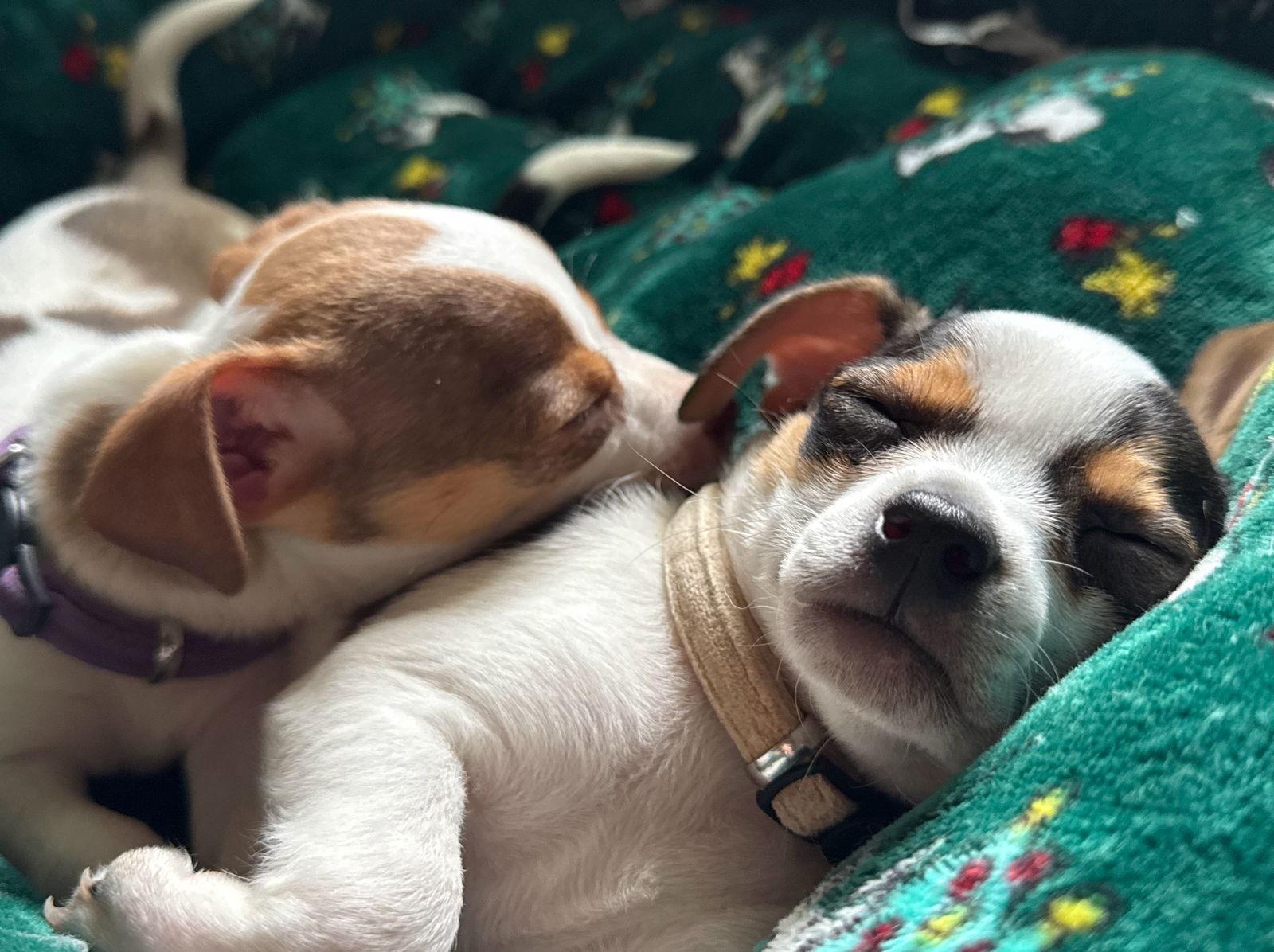 Enlarge Rory, a Adopted Chihuahua in Forest, VA image 3/3