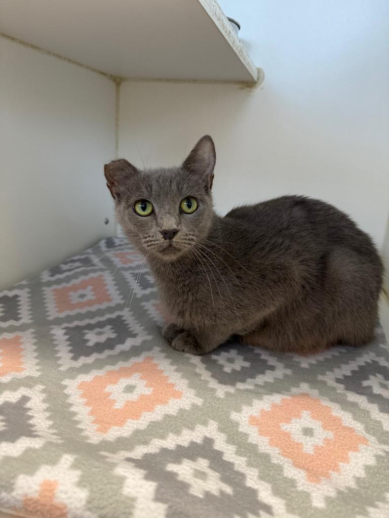 Enlarge Mary, a Adoptable mixed breed in Sapulpa, OK image 1/1