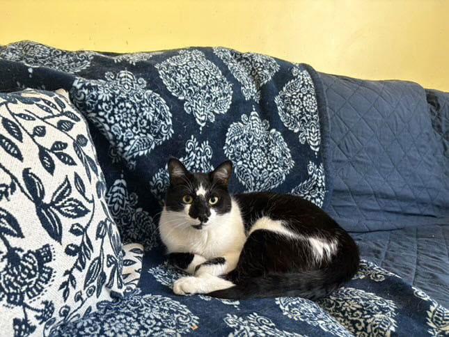 Bobbi C Jones, a Adoptable Tuxedo in Saunderstown, RI image 1/3