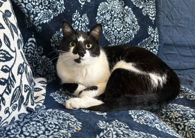 Bobbi C Jones, a Adoptable Tuxedo in Saunderstown, RI image 2/3