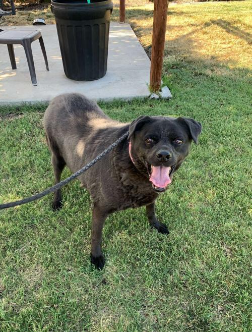 Jojo, Adopted, Senior Female Bedlington Terrier.