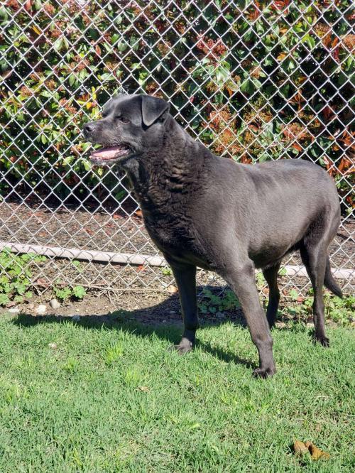 Enlarge Jojo, a Adopted Bedlington Terrier in Stockton, CA image 2/2