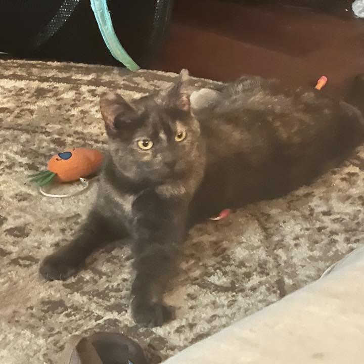 Janet, Adoptable, Adult Female Domestic Short Hair & Domestic Short Hair.