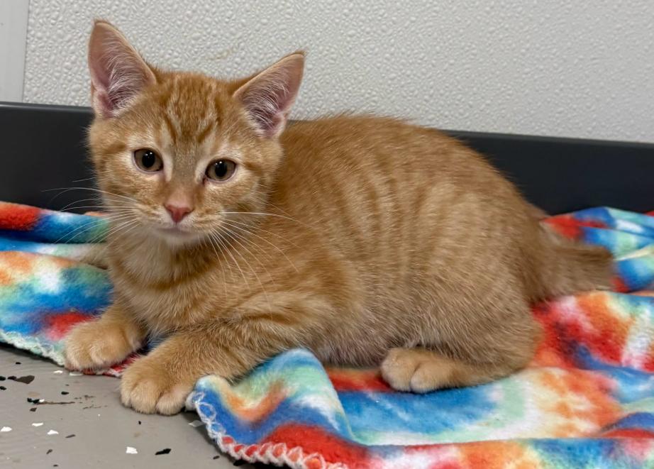 Crush, Adopted, Kitten Male Domestic Short Hair.