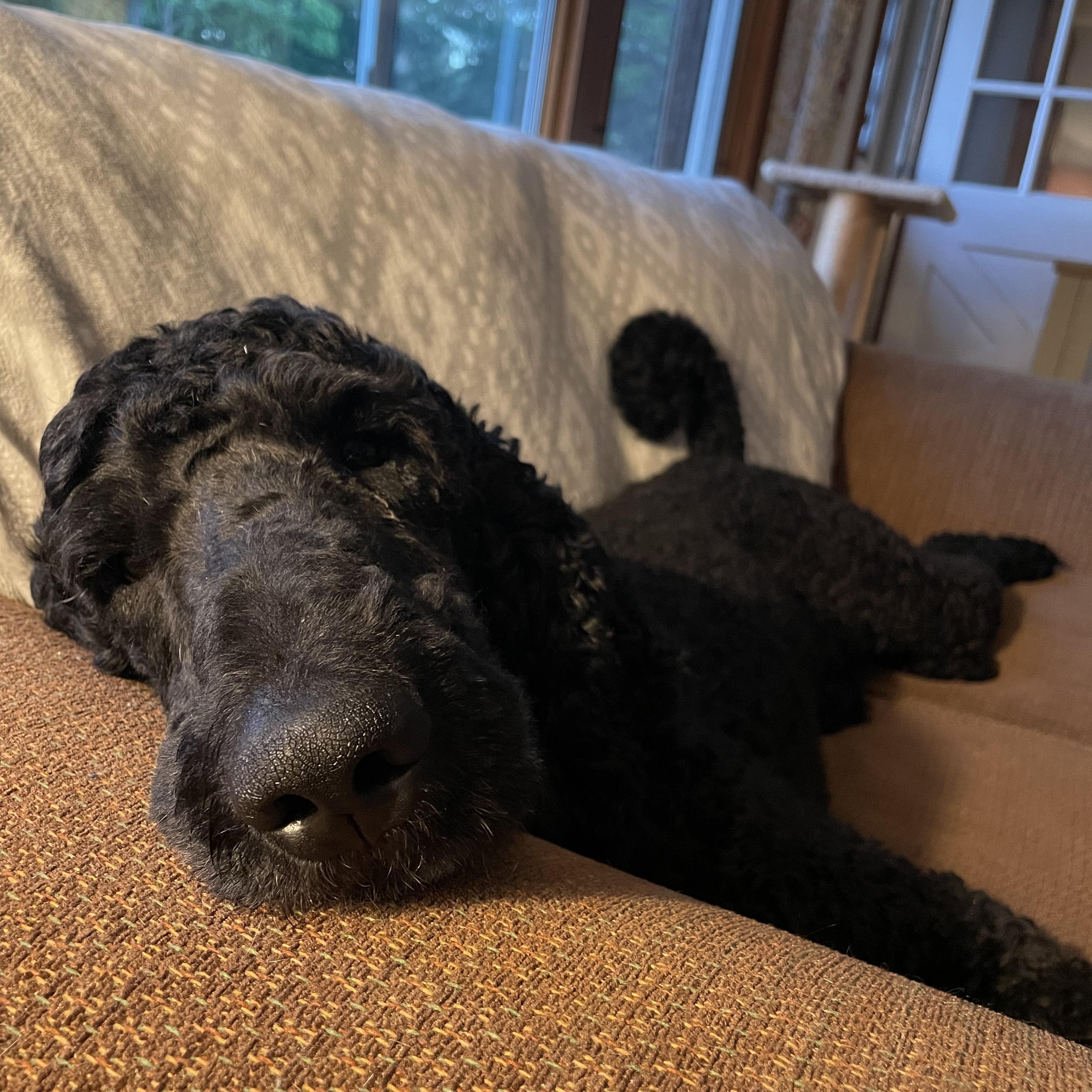 Enlarge Jovani, a ADOPTABLE Poodle in Hartland, WI image 3/6