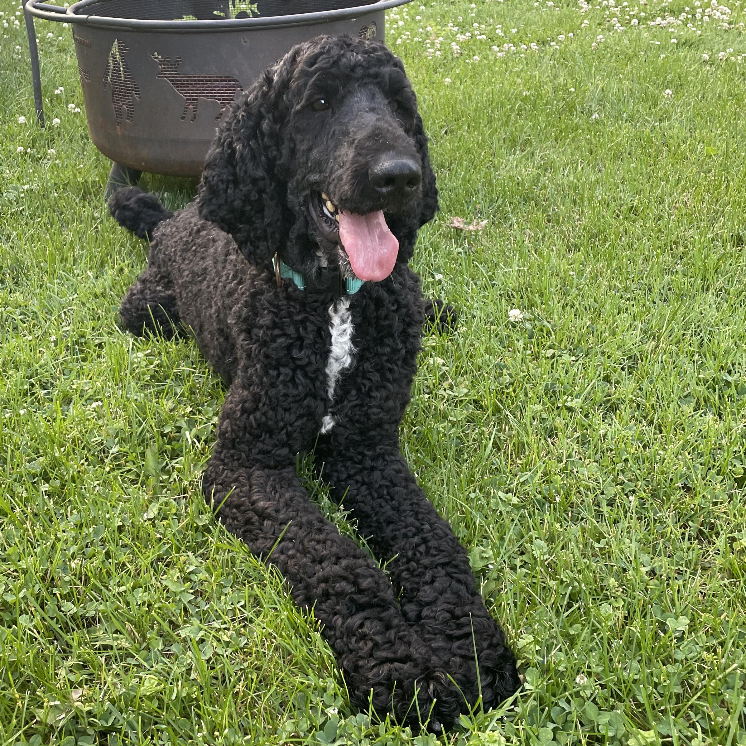 Enlarge Jovani, a ADOPTABLE Poodle in Hartland, WI image 2/6
