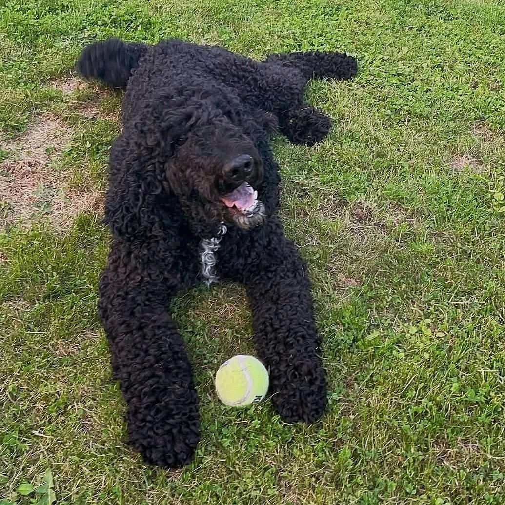 Jovani, ADOPTABLE, Adult Male Poodle.